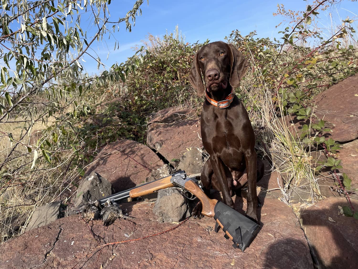 The Deutsch Kurzhaar